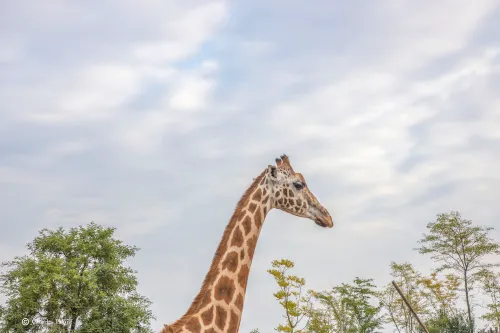 giraffe