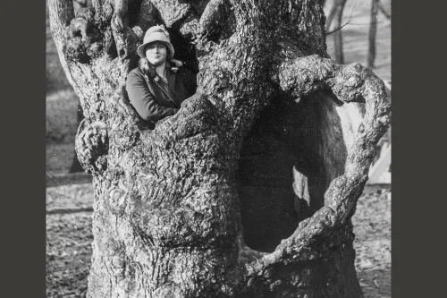 holle boom nh archief