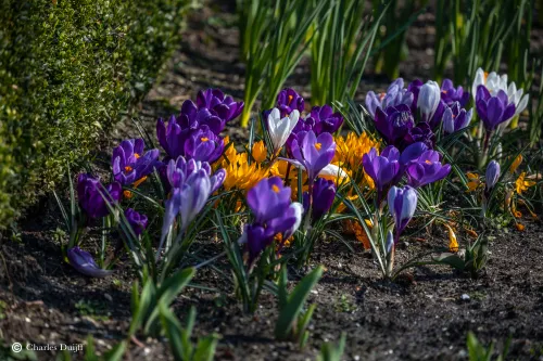 krokussen beeckestijn