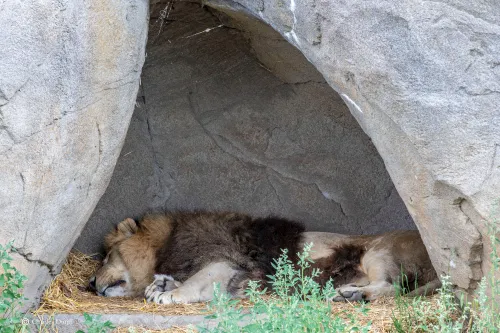 lion sleeps