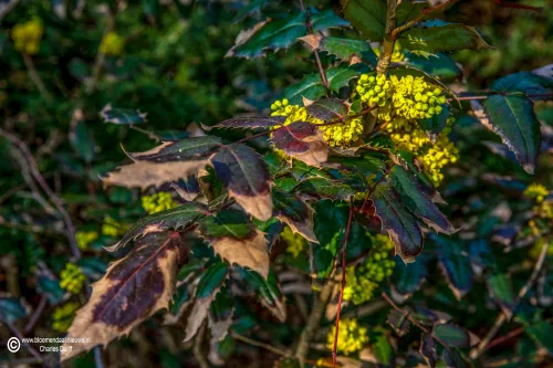 mooie bladeren en bloem