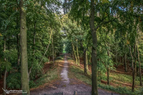 mooie boslaan leijduin