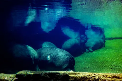 nijlpaarden onder water