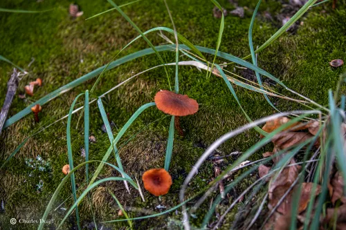 paddenstoelen1