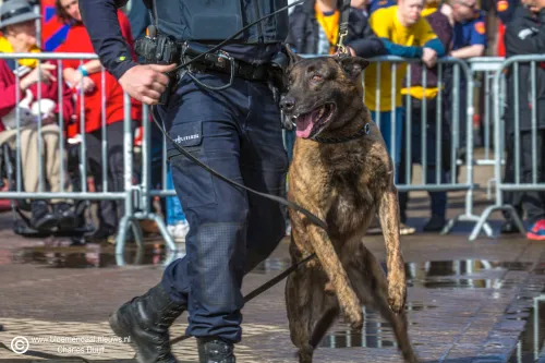 police dog