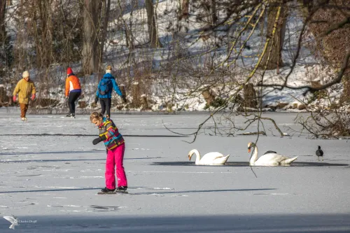schaatsen meisje zwanen