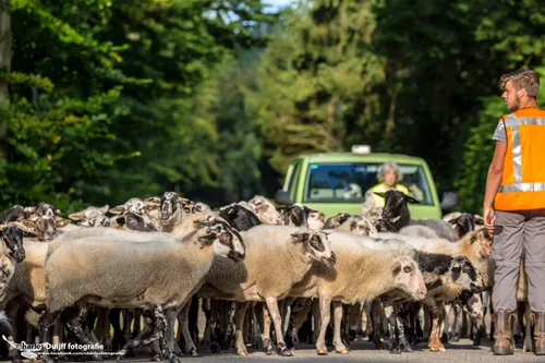 schapen van dichtbij