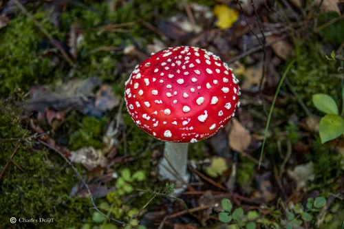 vl zwam rond v boven