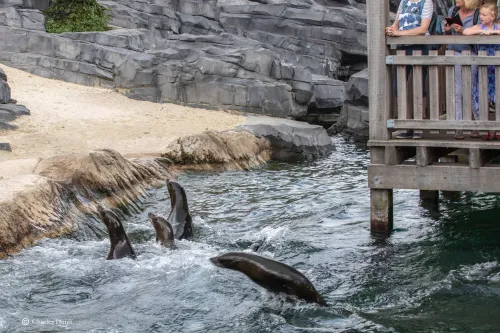 zeehonden boven water