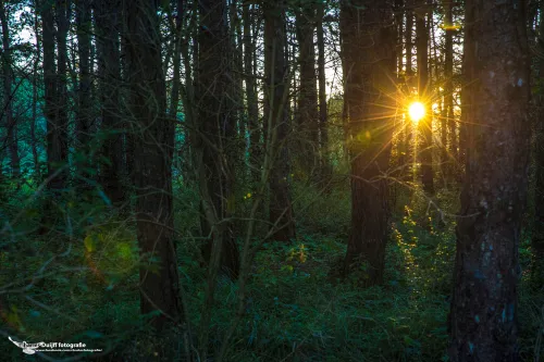 zon door bomen