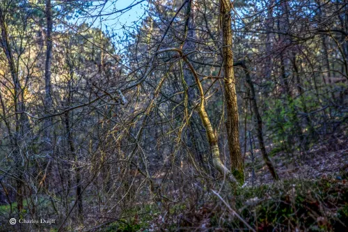 zon op tak kanalenjpg