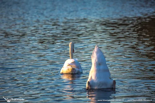 zwaan op zn kop 2