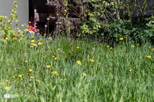 the green green gras