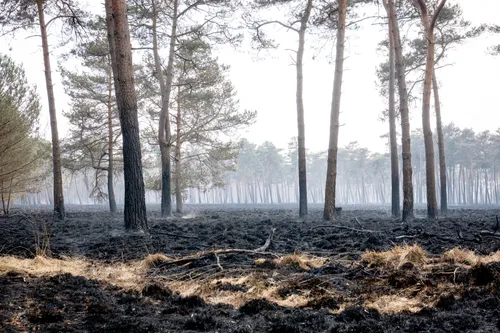 Een gebied van ongeveer 40 hectare bos is in vlammen opgegaan