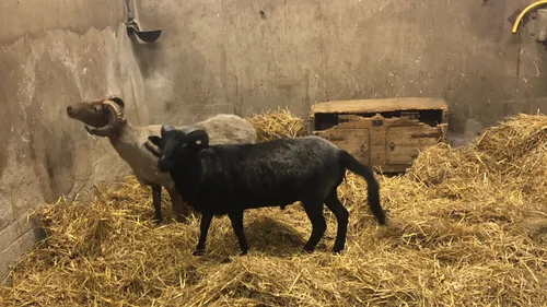 Bron: Comité Dierennoodhulp