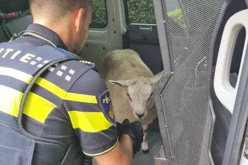 de-schapen-zijn-door-de-politie-teruggebracht