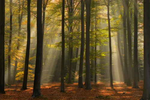 20161030 mastbos 29 bewerkt