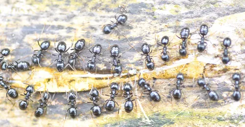 35192671 10217083925637431 4431716662407856128 n pjw