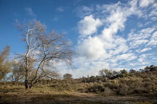 5i5a0167 duinen winter wim meijer fotografie