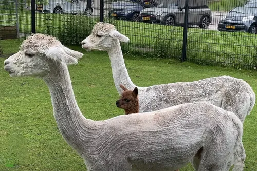 alpaca2