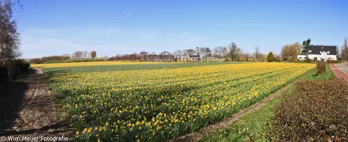 bollenvelden lisse wim meijer fotografie 24 3 2020