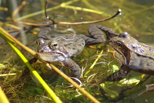 bruine kikker 003
