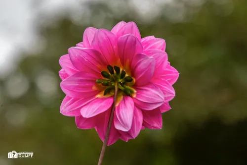 dahlia rose