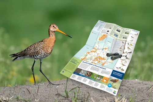 grutto landschap noord holland pixabay