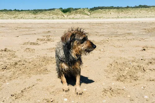 hond op het strand door gisela clarke