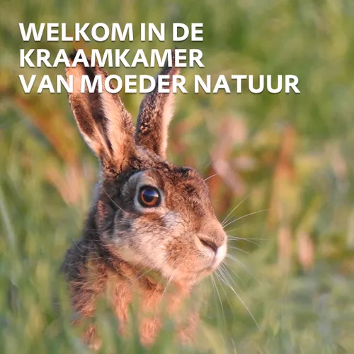 moeder natuur haas