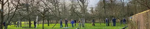 natuurmonumenten vrijwilligers snoeien hoogstamfruit boomgaard nijenburg