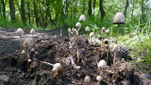 paddenstoel op mest mj breed