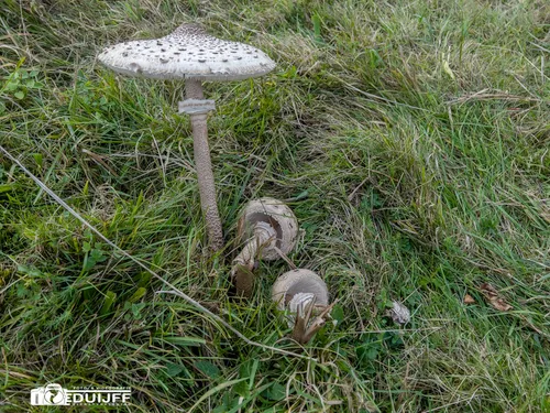 parasolzwam staand en twee gevallen