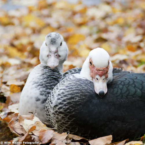 tumblr mw1nwpepga1svvyvco6 1280