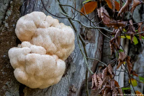 Pruikzwam, deze gefotografeerd in de Amsterdamse Waterleidingduinen