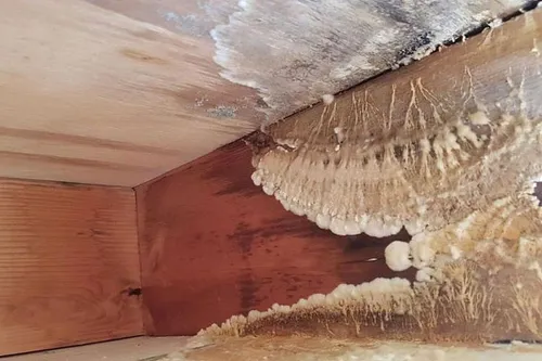 Schimmel kan leiden tot structurele schade aan je huis