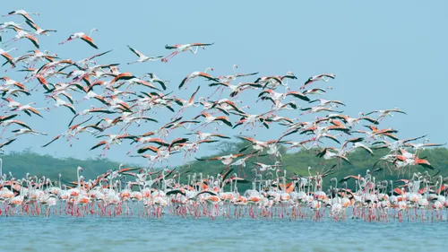 Flamingo’s verlieten hun broedsel om naar hoger gelegen gebieden te vliegen - foto: Pexels