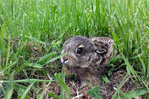 jonge haas in het veld pixabay 1 kopie