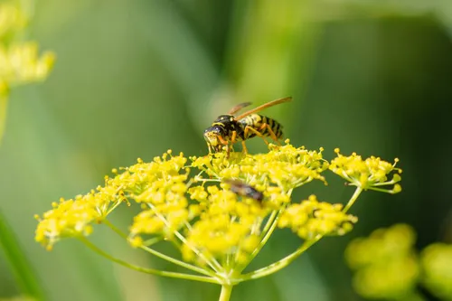 Franse-Veldwesp-op-Venkel-2 ©️Eric Mahieu