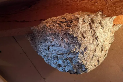 Nest gewone wesp in nok zolder - Nathan Veenstra