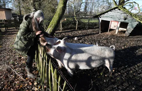 20191130 strijbeek varken jst5250 180x116