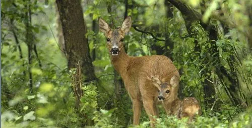 10371444 253198071533507 4700502971751146490 n