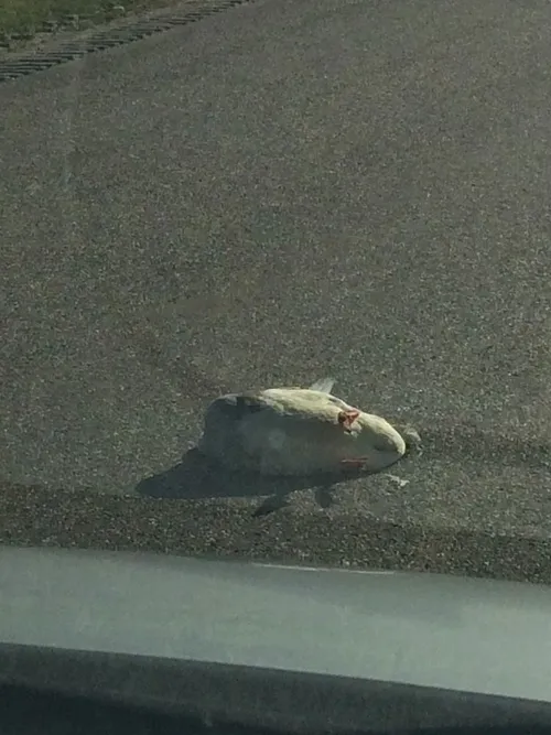 12476149 990534877695761 125118778 n