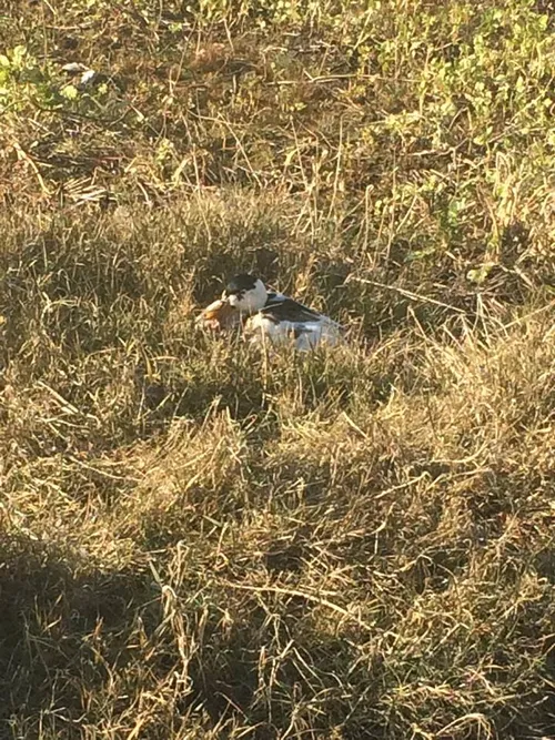 12476187 990535541029028 325967100 n