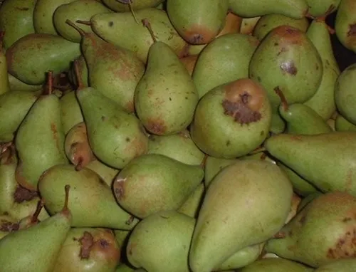 204vicarwinkfieldpeer foter cc by