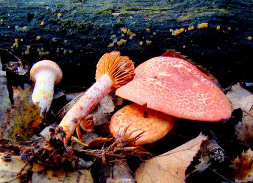 3 dsc07348 roodschubbige gordijnzwam