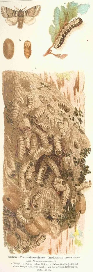 320px thaumetopoea processionea 2 meyers 1888 v16 p352