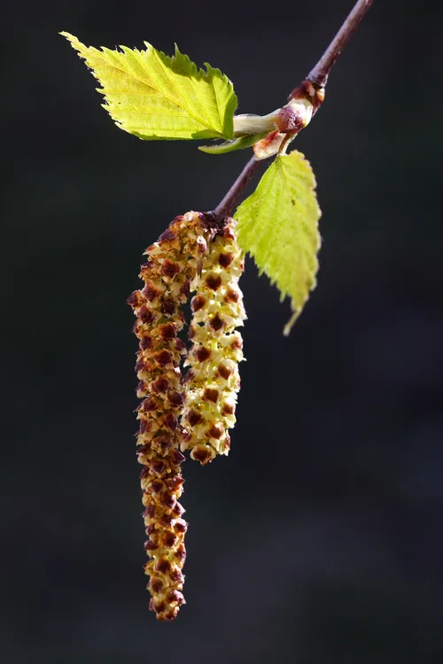 475336675 f1cfe6699f o