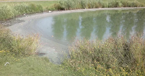 blauwalg archieffoto1 1