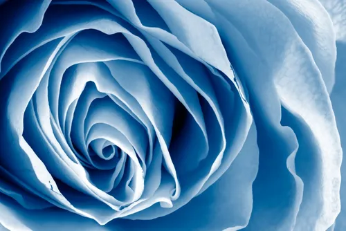 blue rose macro hdr freestockca e299a1 dare to share beauty via fotercom cc by